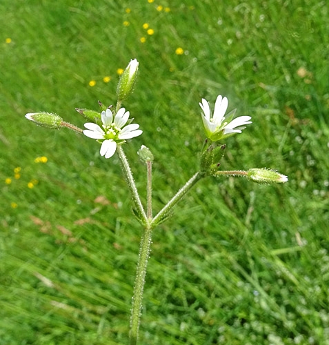 Pflanzenbild gross Gemeines Hornkraut - Cerastium fontanum