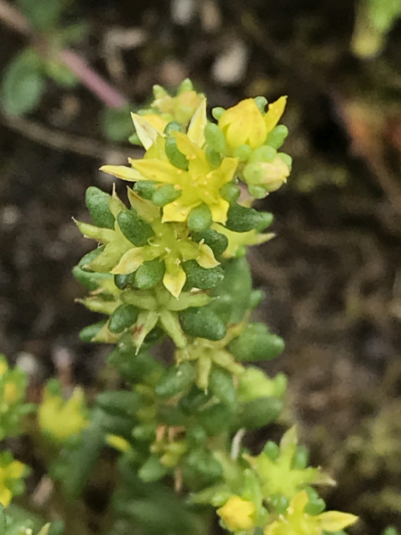 Pflanzenbild gross Einjähriger Mauerpfeffer - Sedum annuum