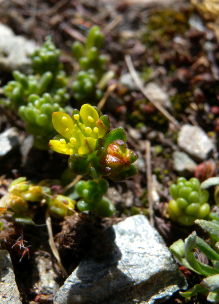 Pflanzenbild gross Alpen-Mauerpfeffer - Sedum alpestre