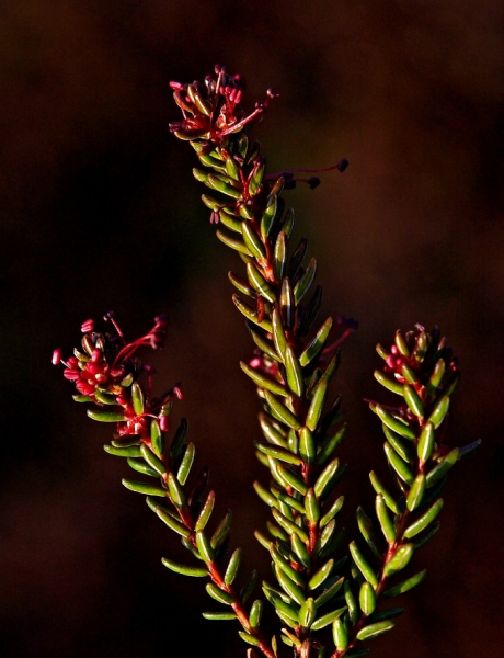 Pflanzenbild gross Zwittrige Krähenbeere - Empetrum nigrum subsp. hermaphroditum