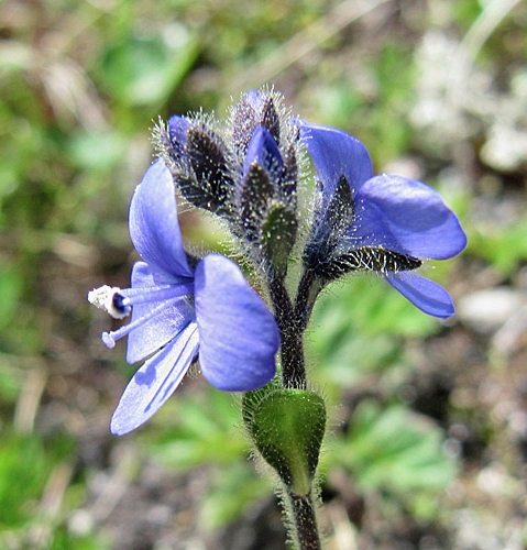 Pflanzenbild gross Masslieb-Ehrenpreis - Veronica bellidioides