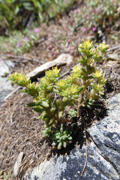 Pflanzenbild gross Einjähriger Mauerpfeffer - Sedum annuum