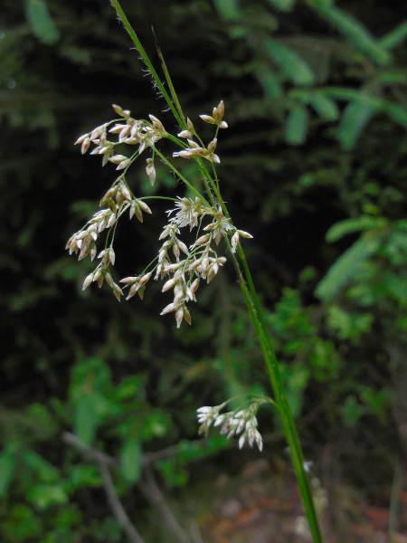 Pflanzenbild gross Gewöhnliche Weissliche Hainsimse - Luzula luzuloides subsp. luzuloides