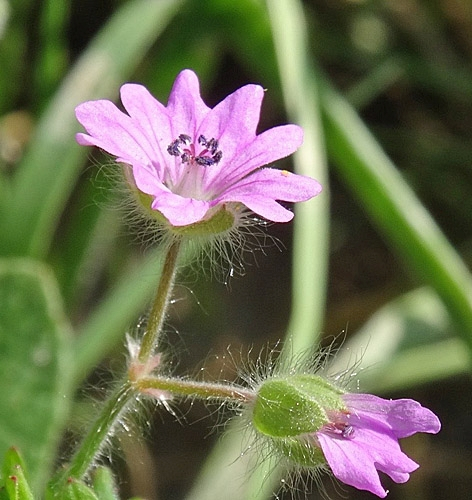 Pflanzenbild gross Weicher Storchschnabel - Geranium molle