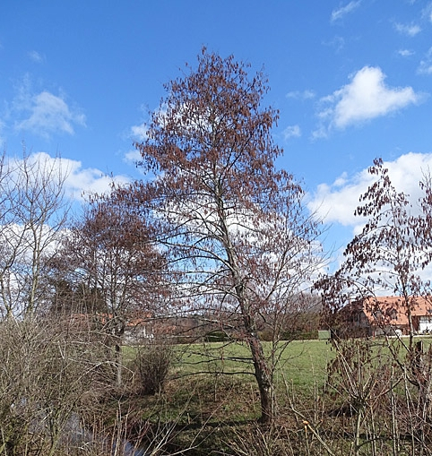 Pflanzenbild gross Schwarz-Erle - Alnus glutinosa