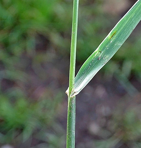 Pflanzenbild gross Englisches Raygras - Lolium perenne