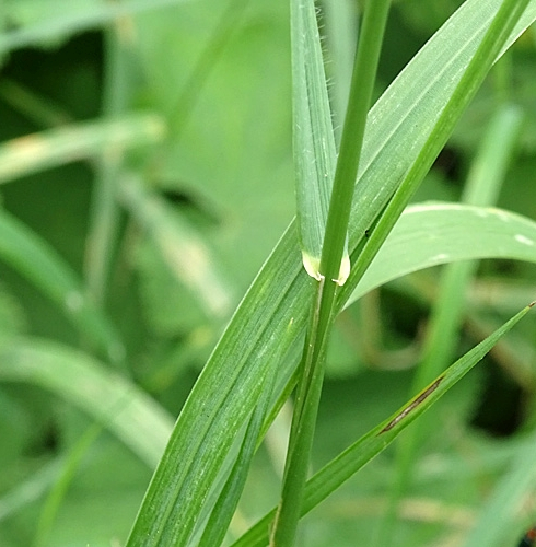 Pflanzenbild gross Wiesen-Lieschgras - Phleum pratense aggr.