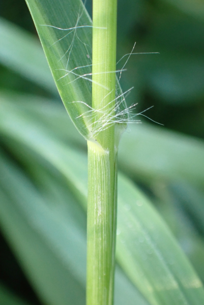 Pflanzenbild gross Graugrüne Borstenhirse - Setaria pumila