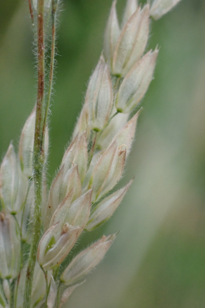 Pflanzenbild gross Wolliges Honiggras - Holcus lanatus