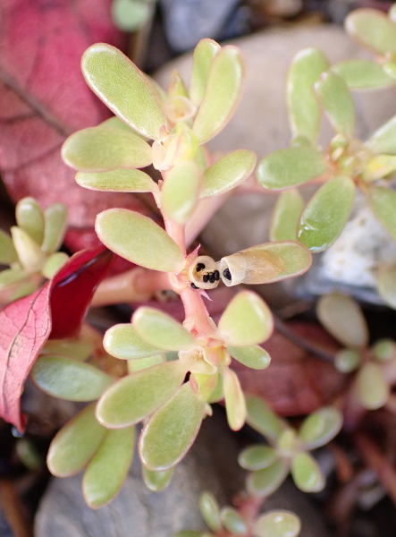Pflanzenbild gross Gemüse-Portulak - Portulaca oleracea