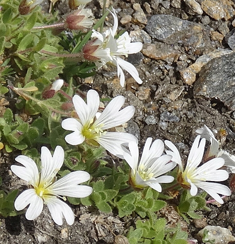 Pflanzenbild gross Einblütiges Hornkraut - Cerastium uniflorum