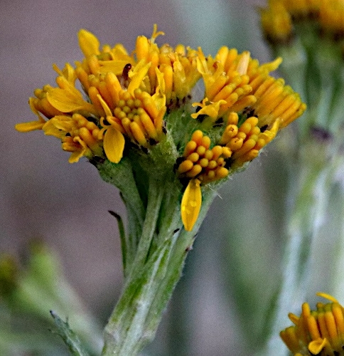 Pflanzenbild gross Krainisches Graues Greiskraut - Senecio incanus subsp. carniolicus