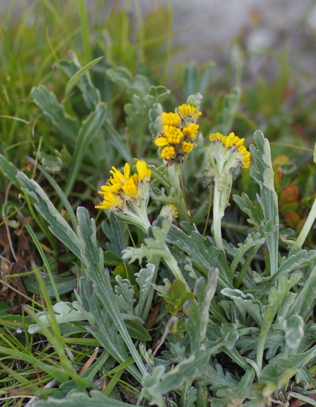 Pflanzenbild gross Krainisches Graues Greiskraut - Senecio incanus subsp. carniolicus