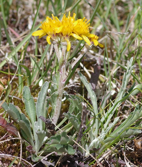 Pflanzenbild gross Krainisches Graues Greiskraut - Senecio incanus subsp. carniolicus