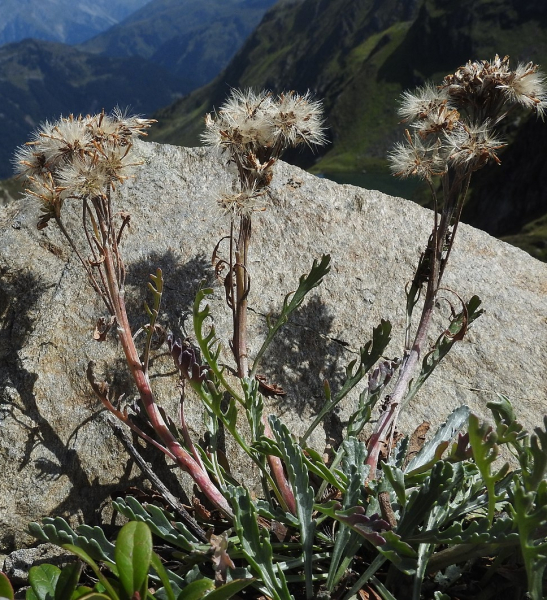 Pflanzenbild gross Krainisches Graues Greiskraut - Senecio incanus subsp. carniolicus