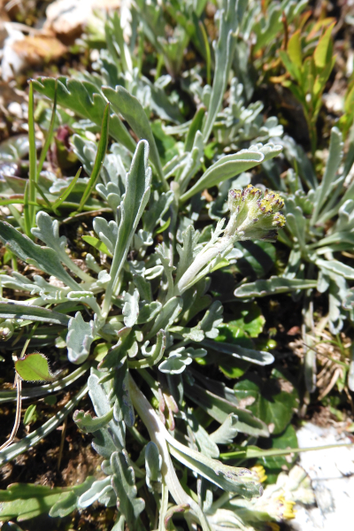 Pflanzenbild gross Krainisches Graues Greiskraut - Senecio incanus subsp. carniolicus