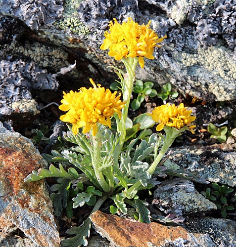Pflanzenbild gross Krainisches Graues Greiskraut - Senecio incanus subsp. carniolicus