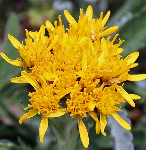 Pflanzenbild gross Krainisches Graues Greiskraut - Senecio incanus subsp. carniolicus