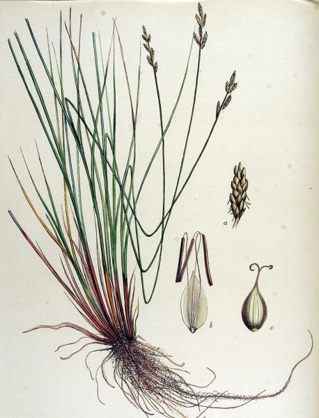 Pflanzenbild gross Graue Segge - Carex canescens