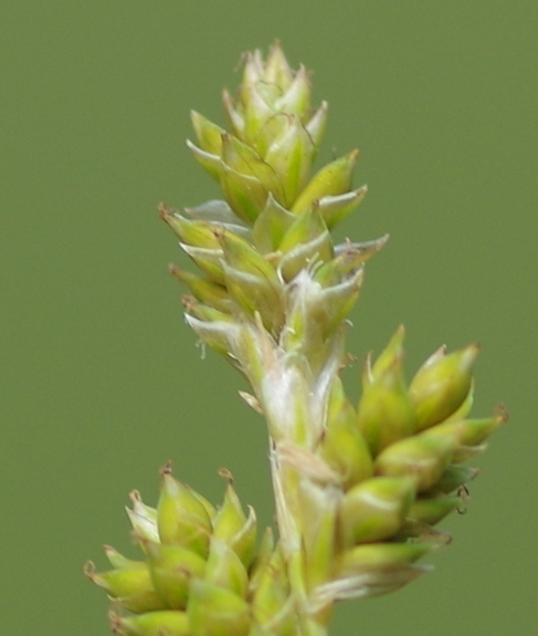 Pflanzenbild gross Graue Segge - Carex canescens