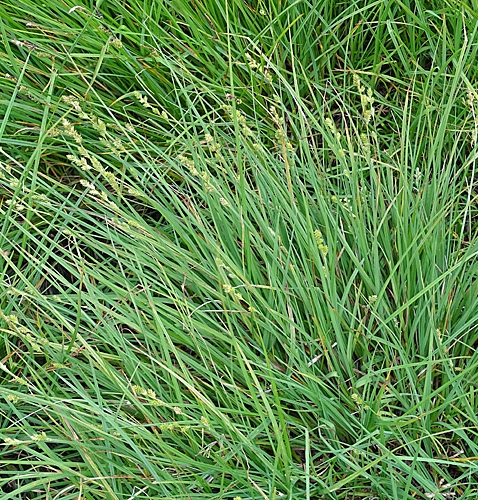 Pflanzenbild gross Graue Segge - Carex canescens