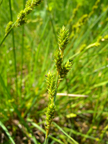 Pflanzenbild gross Graue Segge - Carex canescens