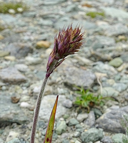 Pflanzenbild gross Ähriger Goldhafer - Trisetum spicatum