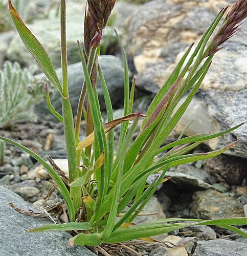 Pflanzenbild gross Ähriger Goldhafer - Trisetum spicatum