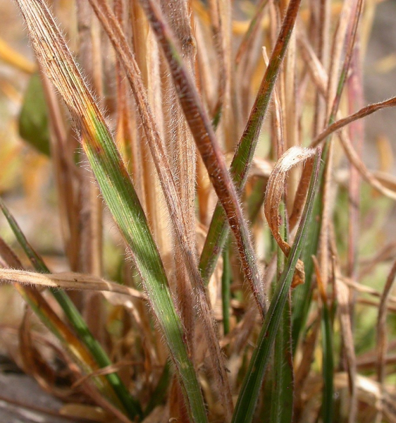 Pflanzenbild gross Ähriger Goldhafer - Trisetum spicatum