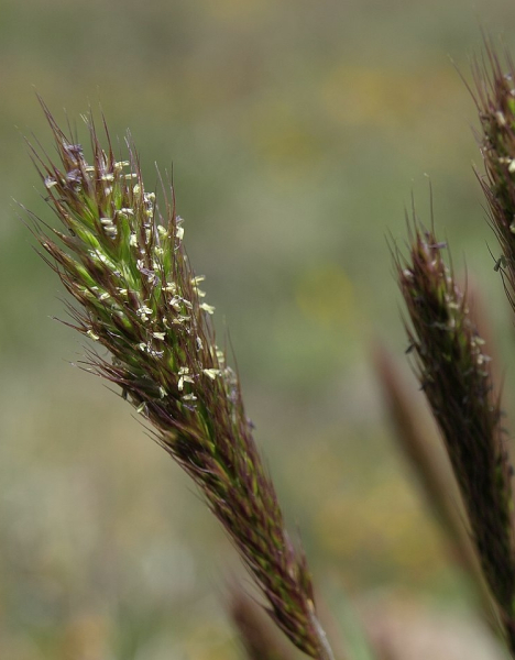 Pflanzenbild gross Ähriger Goldhafer - Trisetum spicatum