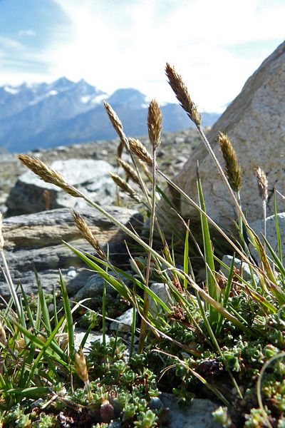 Pflanzenbild gross Ähriger Goldhafer - Trisetum spicatum