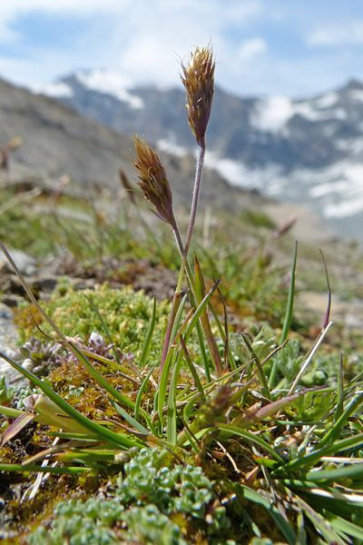 Pflanzenbild gross Ähriger Goldhafer - Trisetum spicatum