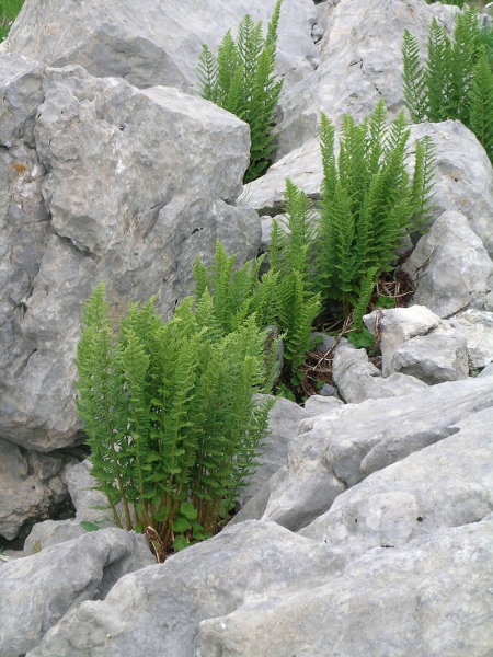 Pflanzenbild gross Villars' Wurmfarn - Dryopteris villarii