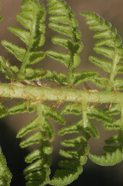 Pflanzenbild gross Villars' Wurmfarn - Dryopteris villarii