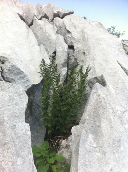 Pflanzenbild gross Villars' Wurmfarn - Dryopteris villarii