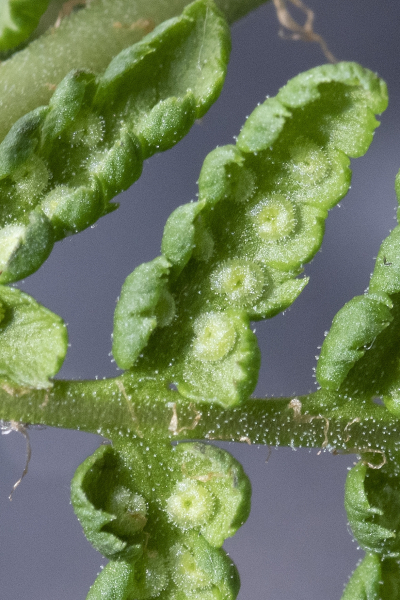 Pflanzenbild gross Villars' Wurmfarn - Dryopteris villarii