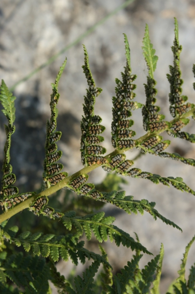 Pflanzenbild gross Villars' Wurmfarn - Dryopteris villarii