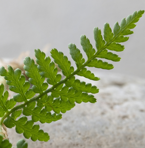 Pflanzenbild gross Villars' Wurmfarn - Dryopteris villarii