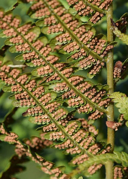 Pflanzenbild gross Villars' Wurmfarn - Dryopteris villarii