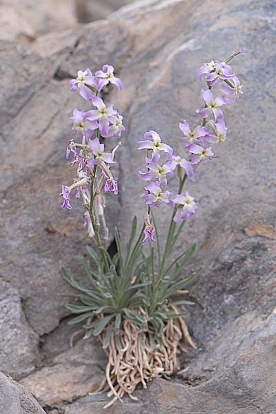Pflanzenbild gross Walliser Levkoje - Matthiola valesiaca