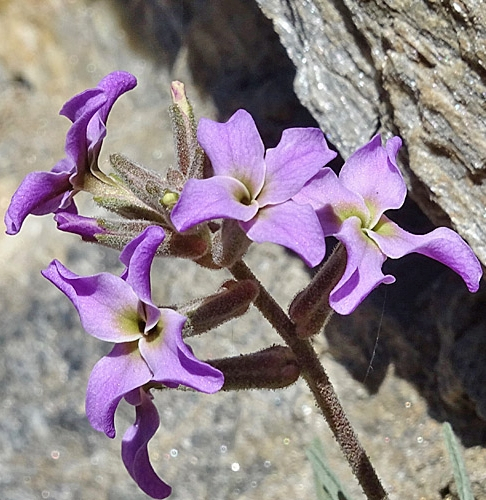 Pflanzenbild gross Walliser Levkoje - Matthiola valesiaca