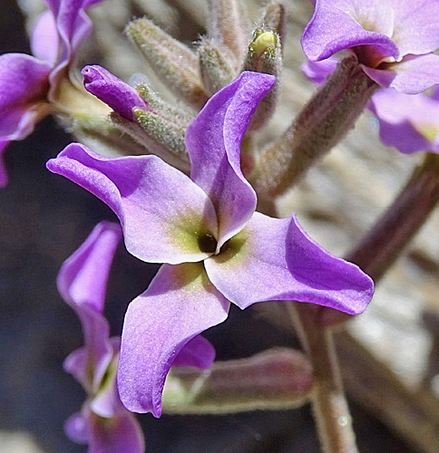 Pflanzenbild gross Walliser Levkoje - Matthiola valesiaca