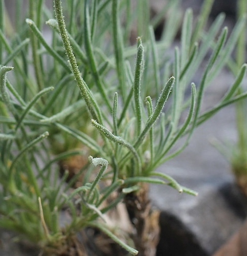 Pflanzenbild gross Walliser Levkoje - Matthiola valesiaca