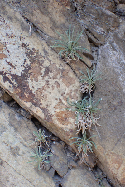Pflanzenbild gross Walliser Levkoje - Matthiola valesiaca