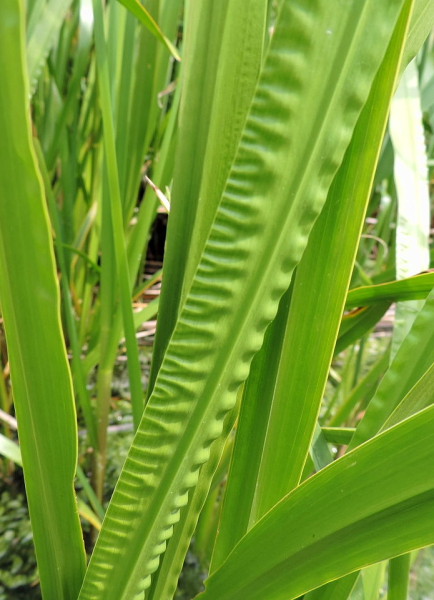 Pflanzenbild gross Kalmus - Acorus calamus