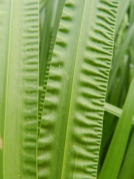 Pflanzenbild gross Kalmus - Acorus calamus