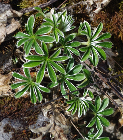 Pflanzenbild gross Verwachsener Frauenmantel - Alchemilla conjuncta aggr.
