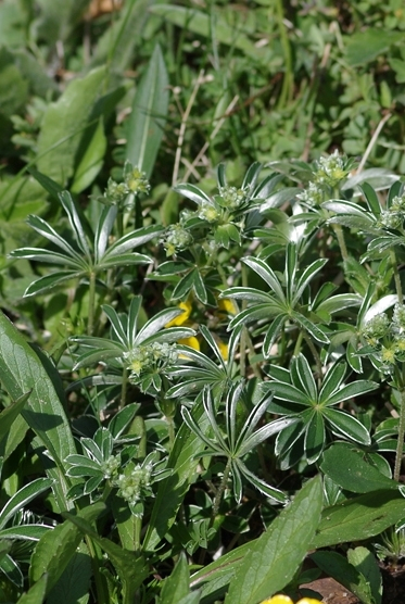 Pflanzenbild gross Verwachsener Frauenmantel - Alchemilla conjuncta aggr.