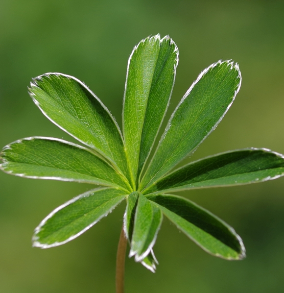 Pflanzenbild gross Verwachsener Frauenmantel - Alchemilla conjuncta aggr.