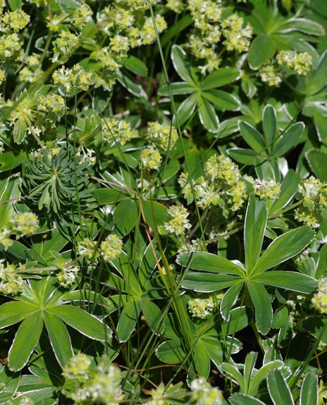 Pflanzenbild gross Verwachsener Frauenmantel - Alchemilla conjuncta aggr.